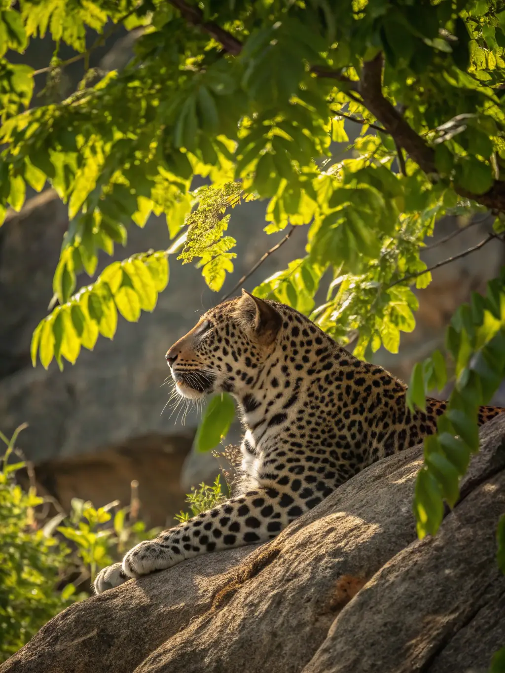 A captivating image of a safari in Yala National Park, Sri Lanka, showcasing a leopard in its natural habitat. The photo should highlight the wildlife and adventure opportunities available.